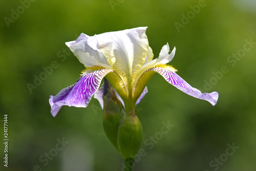 Fototapeta Naklejka Na Ścianę i Meble -  Iris flower