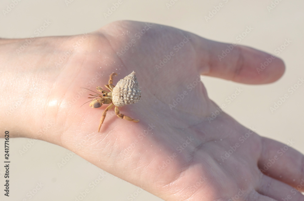 Obraz premium Hermit crab plays on a child hand