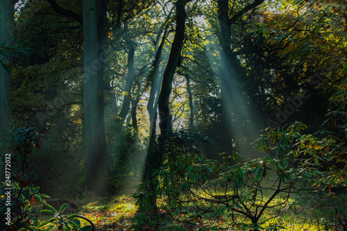 Autumn sun rays  shining through trees.