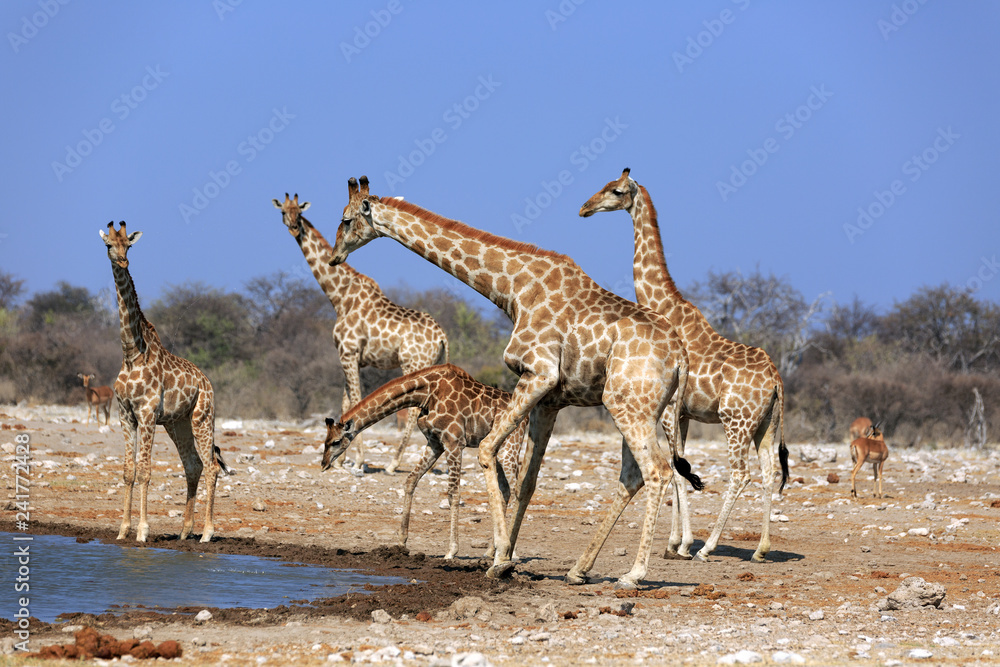 Fototapeta premium Giraffenherde