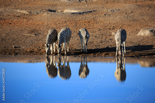 Zebraherde photo