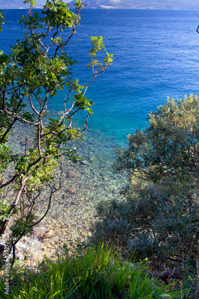 tree on rock