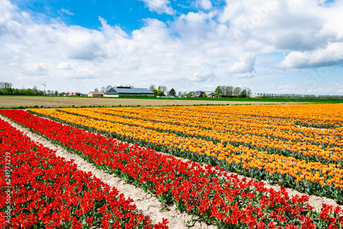 Tulip fields in Holland. Landscape with orange and red tulips field. Dutch flower fields. Spring in Netherlands, province Flevoland.