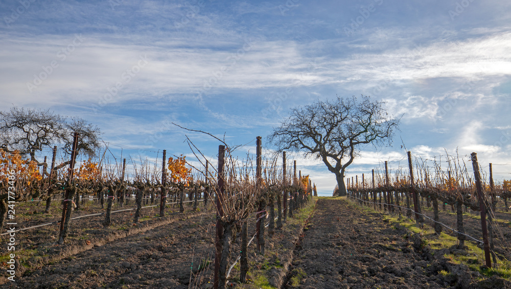 Winter view of tree in vineyard in the Santa Barbara foothills in Central California United States
