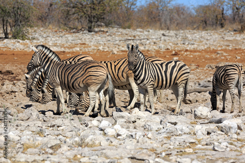 Zebraherde