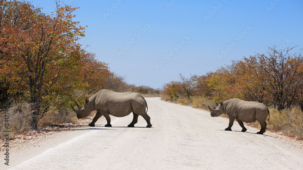 Fototapeta premium Spitzmaulnashorn