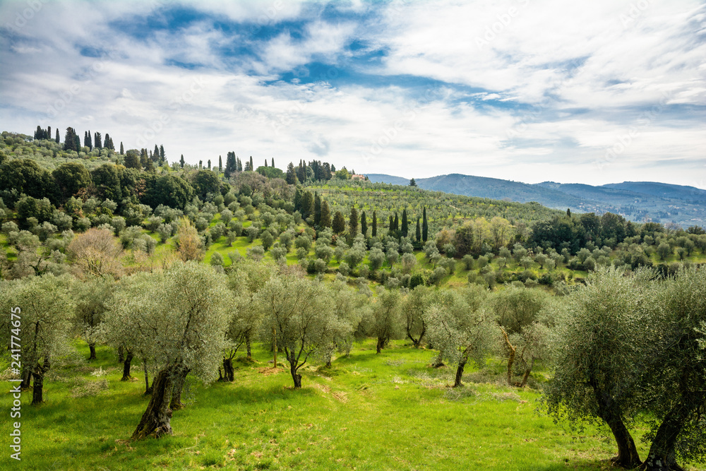 Olive Gardens of Tuscany