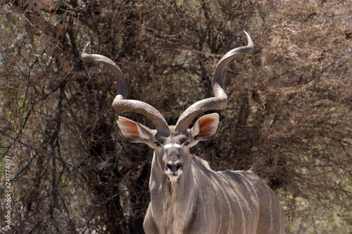 Photos Kudu