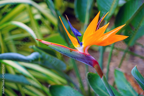 Orange bird of paradise strelitzia flower