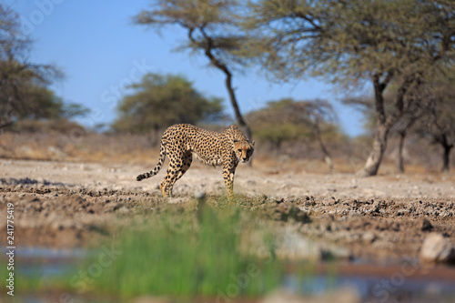 Photography Gepard