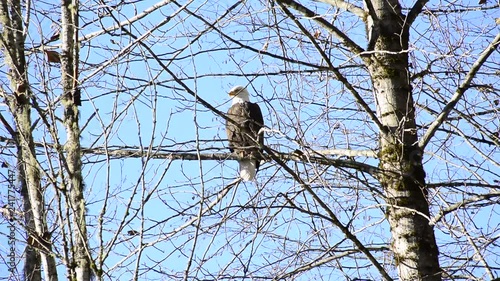 Bald Eagle perched/ sitting high up in a tree looking around with blue sky background, proud bird.
