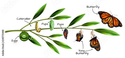 Butterfly Metamorphosis Composition