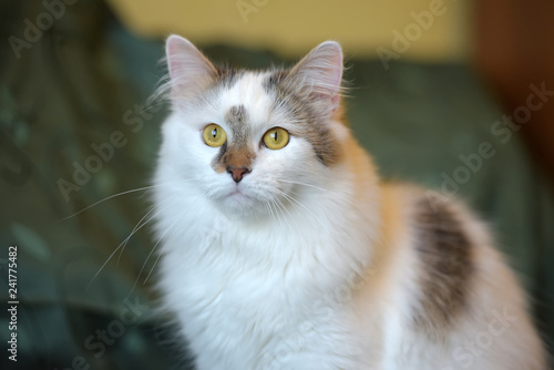 Cuadro en lienzo beautiful white fluffy cat with brown