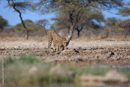 Canvas Print Gepard