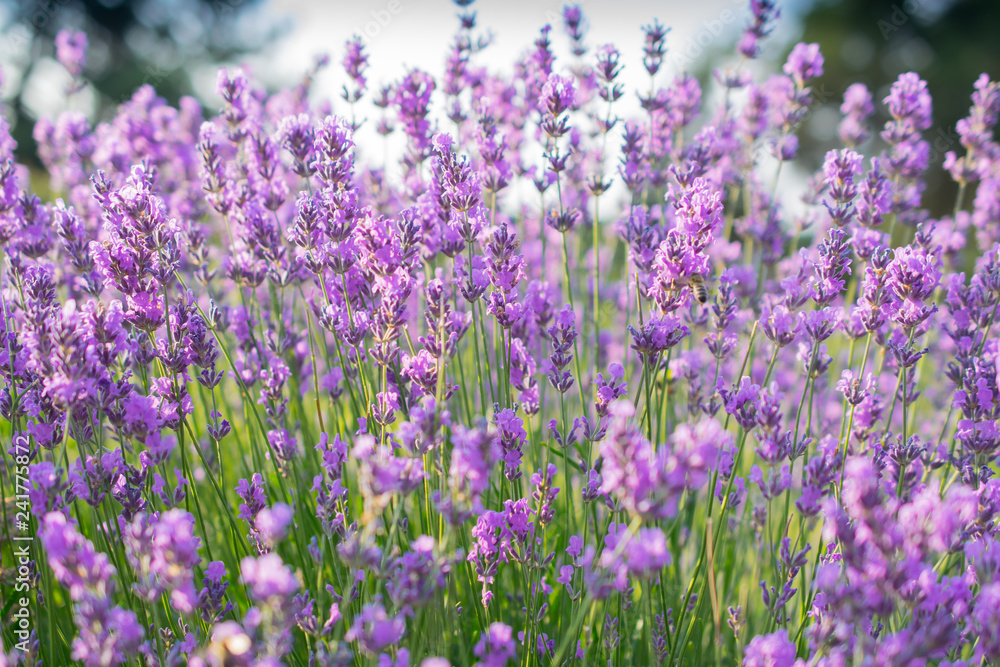 Naklejka premium Beautiful summer violet lavender field