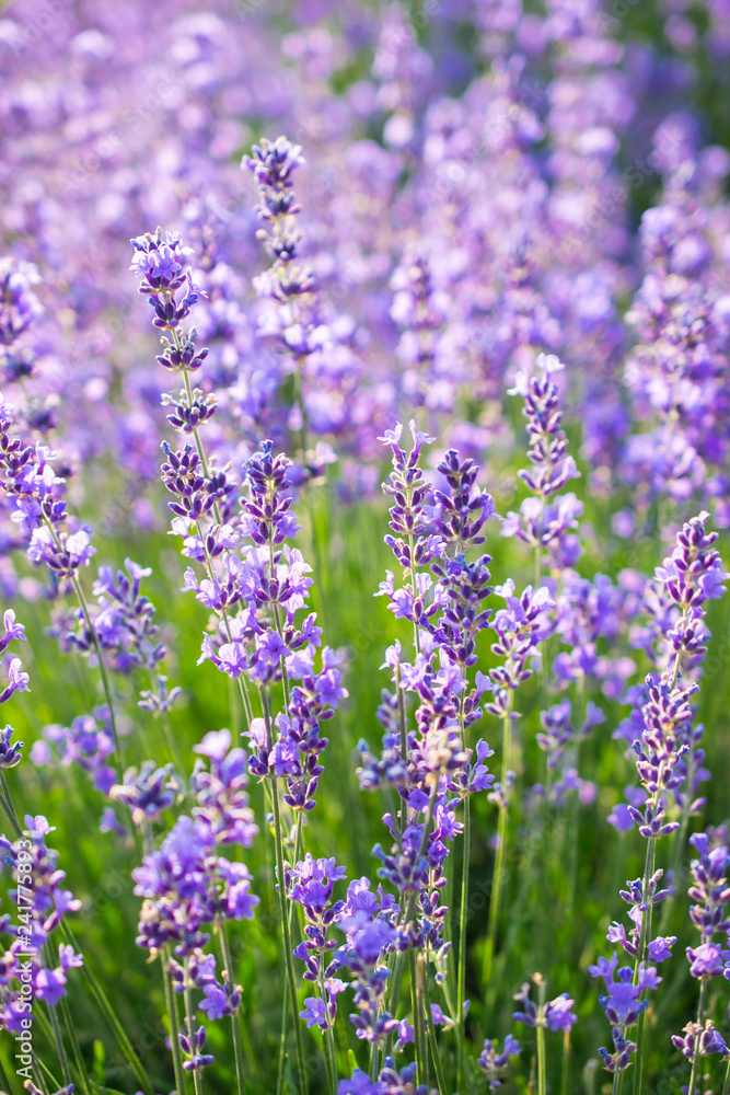 Naklejka premium Beautiful summer violet lavender field 