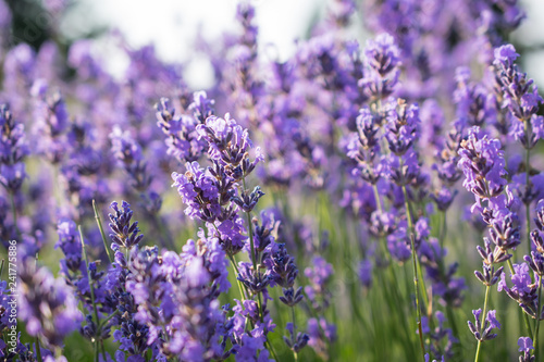 Beautiful summer violet lavender field 