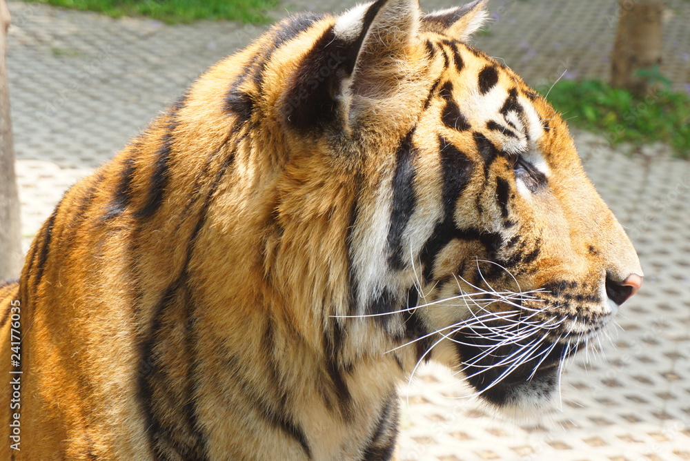 Naklejka premium トラ