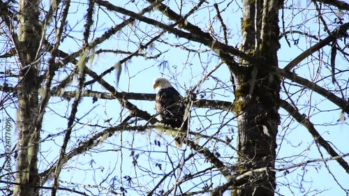 Bald Eagle hunting perched/ sitting on a tree branch with blue sky, adult moving it's head