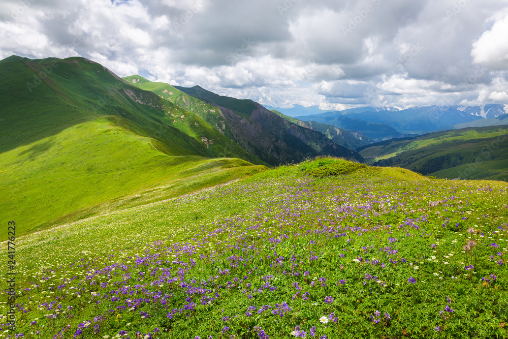 Beautiful summer mountain landscape with flower meadow. Caucasus