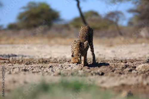 Canvas Print Gepard