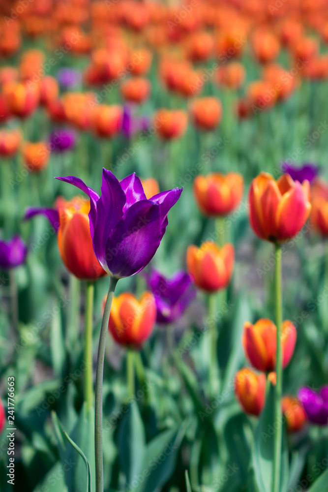 Purple violet tulip in a field with colorful tulips Purple violet tulip in a field with colorful tulips