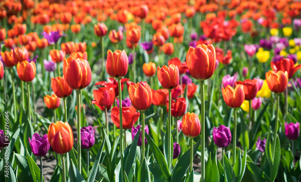 Field of beautiful colorful tulips, card or background 