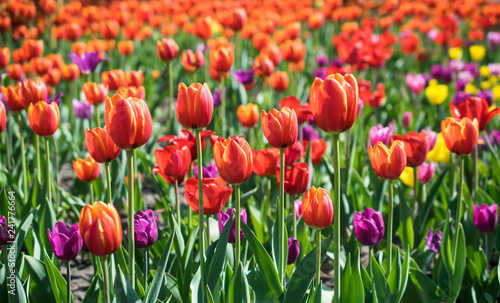 Field of beautiful colorful tulips  card or background 