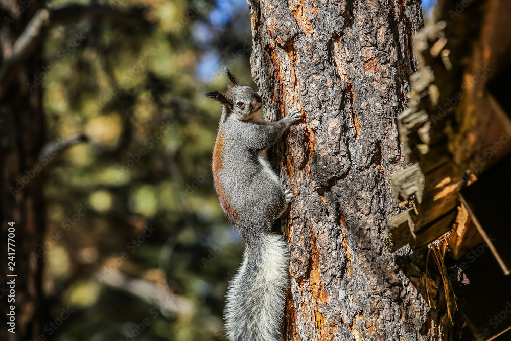 Squirel 8 Squirel 8