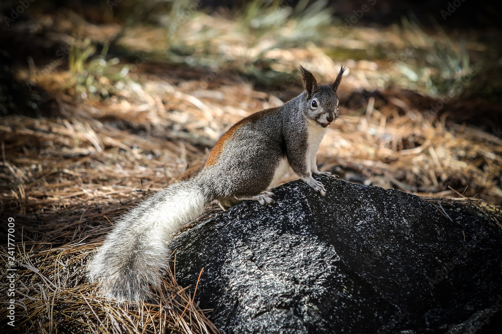 Naklejka premium Squirel 7