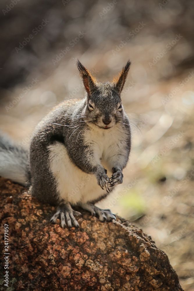 Fototapeta premium Squirel 5