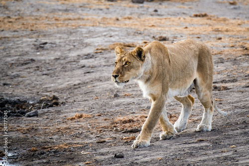 Hunting Lioness