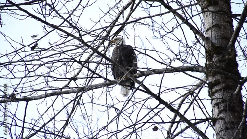 Close shot of Bald Eagle sitting proud on tree branch looking around, candid through the branches, talons, male adult.