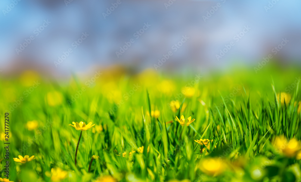 closeup beautiful spring forest glade with flowers closeup beautiful spring forest glade with flowers