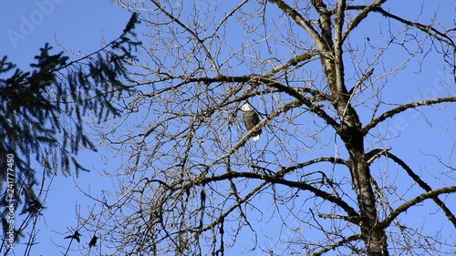 Bald Eagle perched/ sitting high up in a tree looking around with blue sky background, proud bird.