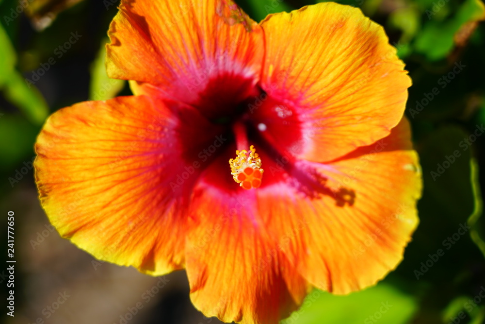 Red and orange hibiscus flower in bloom Red and orange hibiscus flower in bloom