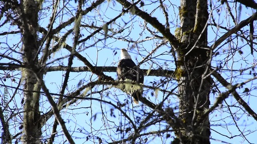 American Bald eagle looking around through three branches, perched/ sitting candid with blue sky.