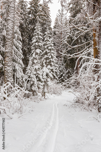 Beautiful snowy forest with skitracks