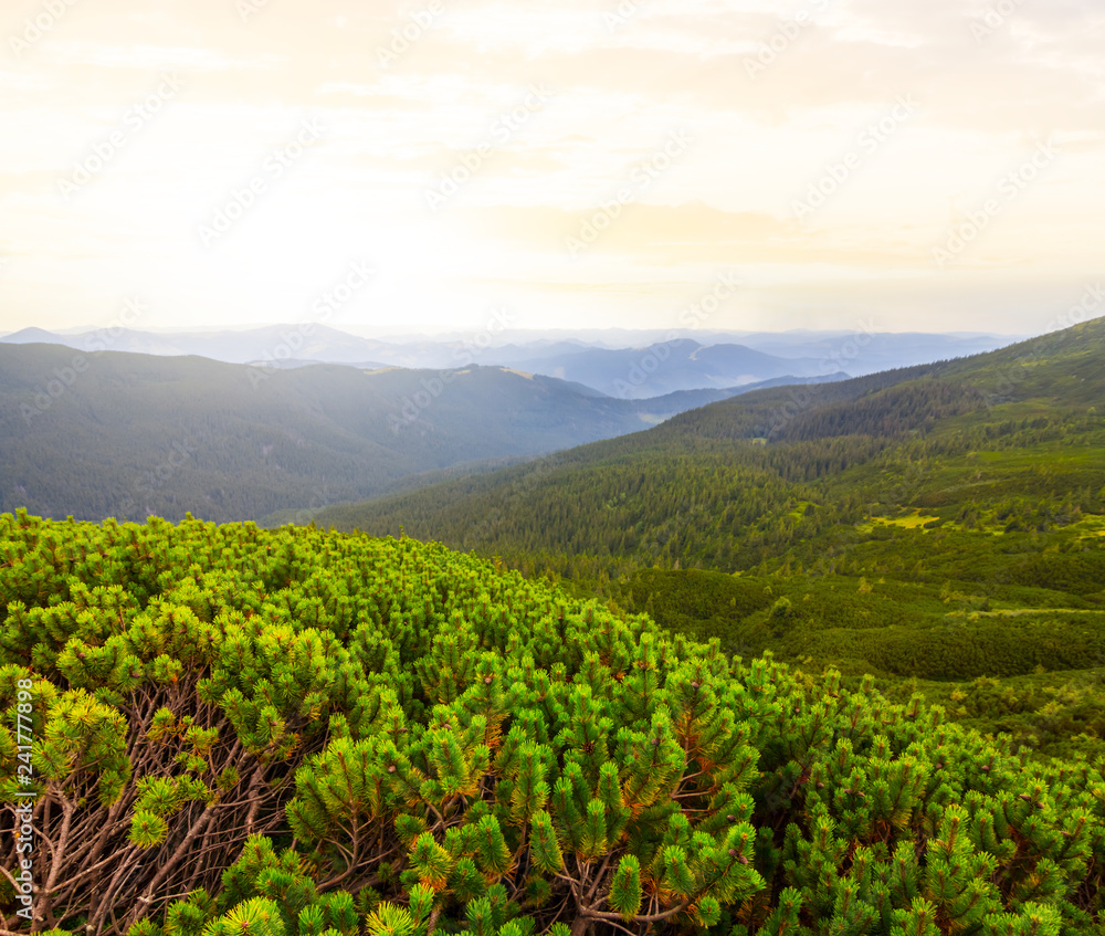 Fototapeta premium green hills at the sunset