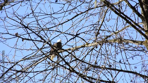Bald Eagle hunting perched/ sitting on a tree branch with blue sky, adult moving it's head