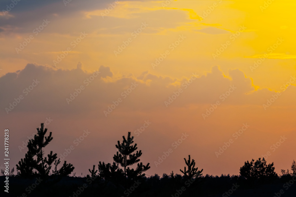 pine forest silhouette on the evening sky background pine forest silhouette on the evening sky background