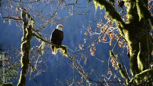American Bald Eagle sitting/ perched proud on a mossy tree branch looking around in front of forest blueish background.
