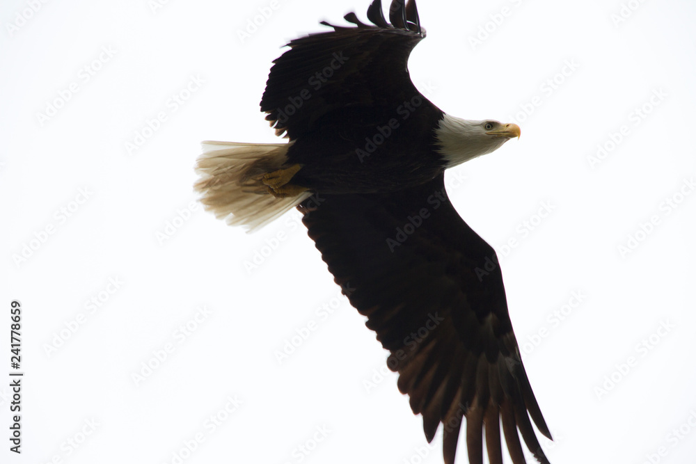 Fototapeta premium Bald Eagle in clouds in Alaska