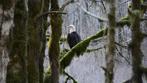 Bald Eagle perched/ sitting on mossy tree branch looking to the side standing proud and stoic.