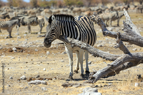 Zebraherde photo