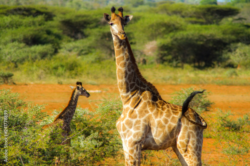 Canvas Print Giraffe leads baby in South Africa