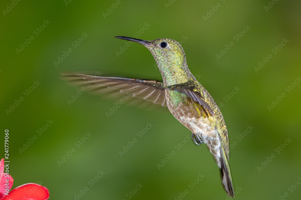 Fototapeta premium Scaly-breasted hummingbird in flight