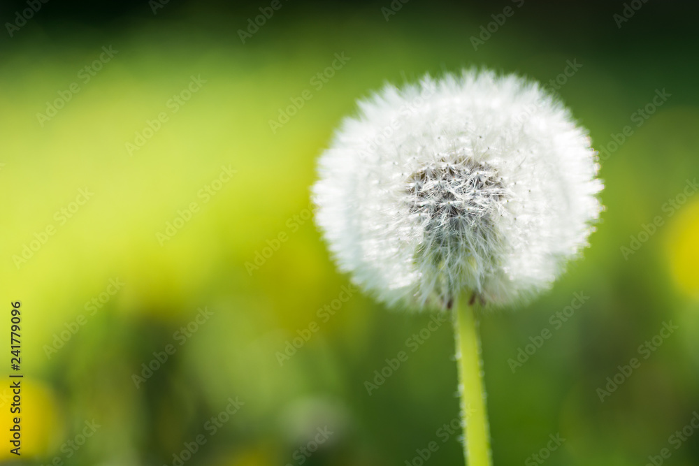 Close up picture of a single dandelion flower, macro, shallow depth of field, selective focus Close up picture of a single dandelion flower, macro, shallow depth of field, selective focus