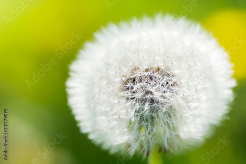 Close up picture of a single dandelion flower on green blurred background  macro  shallow depth of field
