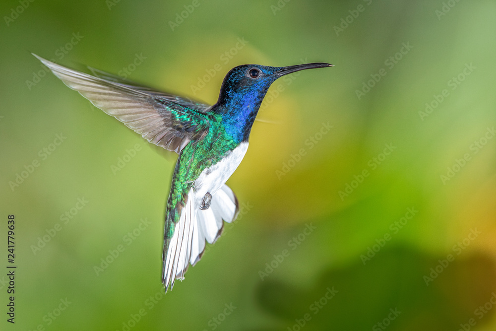 White-necked jacobin hummingbird in flight White-necked jacobin hummingbird in flight
